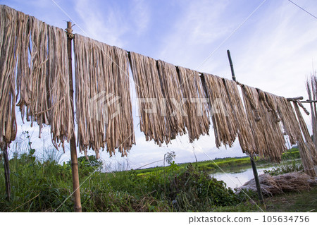 Golden wet raw jute fiber hanging under the sunlight for drying in Bangladesh 105634756