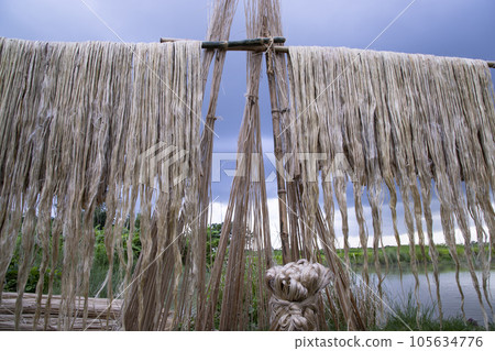 Golden wet raw jute fiber hanging under the sunlight for drying in Bangladesh 105634776