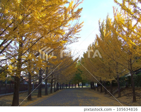 Ginkgo trees at Toyo University (Kawagoe City, Saitama Prefecture) Ginkgo trees at Toyo University (Kawagoe City, Saitama Prefecture) 105634816