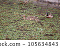 Parent and child of duck 105634843