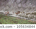 Parent and child of duck 105634844