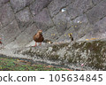Parent and child of duck 105634845