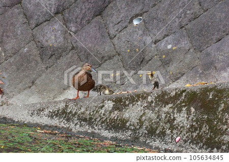 Parent and child of duck 105634845