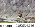 Parent and child of duck 105634846