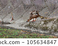 Parent and child of duck 105634847