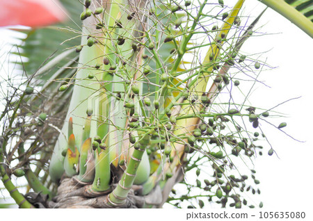 seed of betel palm or betel nut or palm tree 105635080