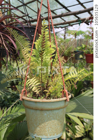 Nephrolepis leaf plant on pot 105635129