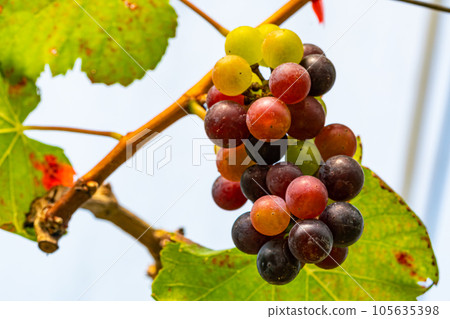 Single bunch of colorful growing grapes with green leaves hangin on a branch of a vine. 105635398