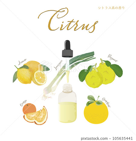 Citrus scent, aroma, essential oil, citrus, lemon, orange, bergamot 105635441