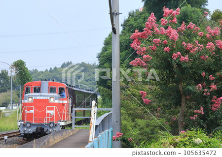 真岡鐵道折本站，紫薇盛開，早上列車停駛 105635472