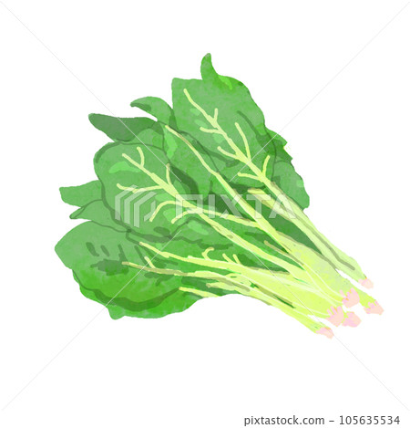 菠菜的水彩矢量圖 菠菜的水彩矢量圖 105635534