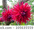 Dahlia flower after rain 105635559