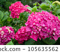 Red violet hydrangea 105635562