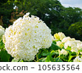 White hydrangea 105635564