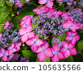 Purple hydrangea 105635566