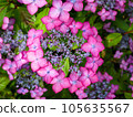 Purple hydrangea 105635567