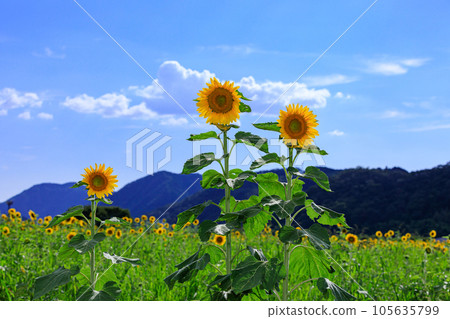 Summer flower sunflower 105635799