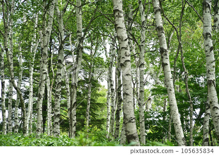 Shirakaba no Mori 105635834