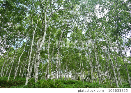 Birch colony Birch colony 105635835