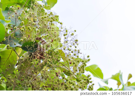 Tectona grandis, Teak or LAMIACEAE or teak plant or teak seed or teak flower and sky 105636017