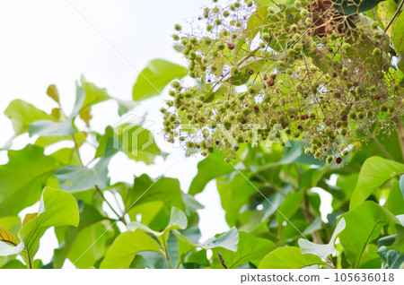 Tectona grandis, Teak or LAMIACEAE or teak plant or teak seed or teak flower and sky Tectona grandis, Teak or LAMIACEAE or teak plant or teak seed or teak flower and sky 105636018