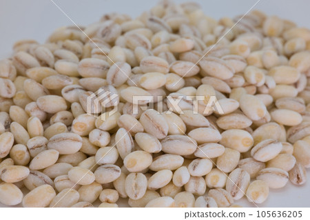 Glutinous barley macro photography Glutinous barley macro photography 105636205