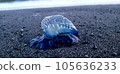 Katsuonoeboshi washed ashore on the beach of Chigasaki Beach [July] 105636233
