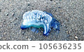 Katsuonoeboshi found along the beach in Chigasaki [July] 105636235