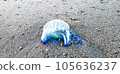 Katsuonoeboshi found along the beach of Chigasaki Beach [July] 105636237