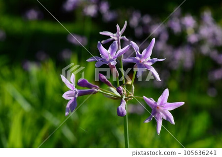 Tsurubagia violacea Tsurubagia violacea 105636241