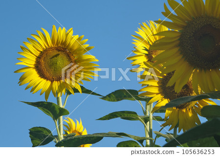 Sunflowers in the early morning heat wave 105636253