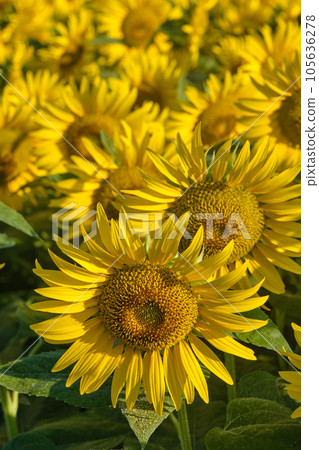 清晨熱浪中的向日葵 105636278