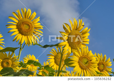 Sunflowers in the early morning heat wave 105636282