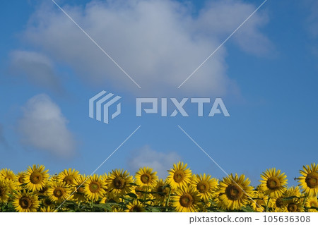 清晨熱浪中的向日葵 清晨熱浪中的向日葵 105636308