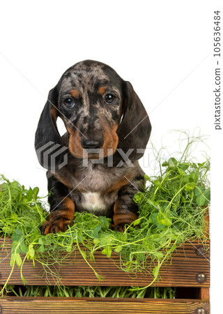 curious marble dachshund puppy is sitting in basket with green grass on white background 105636484