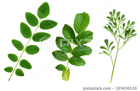 Set of green leaves of rue (Ruta graveolens), acacia and wild rose isolated Set of green leaves of rue (Ruta graveolens), acacia and wild rose isolated 105636530