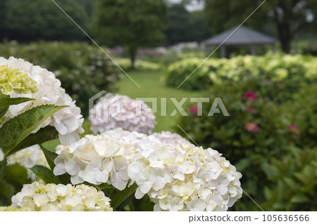 Hydrangea coloring Kazahaya no Sato in early summer Hydrangea coloring Kazahaya no Sato in early summer 105636566