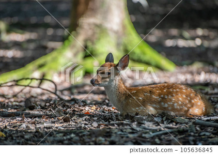 一隻小鹿坐在奈良公園的樹蔭下 一隻小鹿坐在奈良公園的樹蔭下 105636845