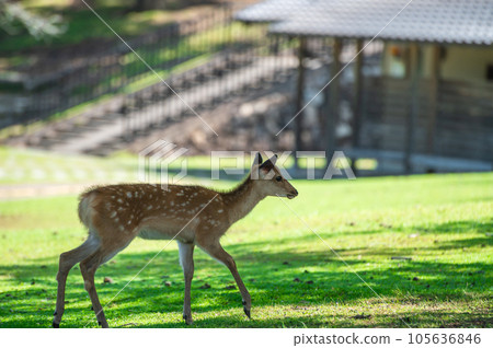 鹿在奈良公園春日之園 105636846