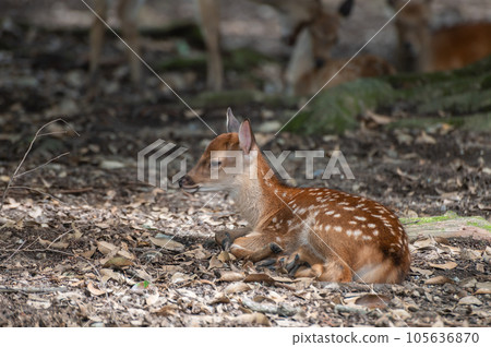 A fawn sitting on fallen leaves Nara Park A fawn sitting on fallen leaves Nara Park 105636870
