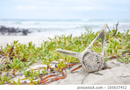 Close up photo of a vertebra on Tortuga Bay beach on Santa Cruz Island, selective focus, Galapagos Islands, Ecuador. Close up photo of a vertebra on Tortuga Bay beach on Santa Cruz Island, selective focus, Galapagos Islands, Ecuador. 105637452