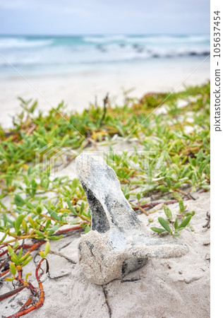 Close up photo of a vertebra on Tortuga Bay beach on Santa Cruz Island, selective focus, Galapagos Islands, Ecuador. Close up photo of a vertebra on Tortuga Bay beach on Santa Cruz Island, selective focus, Galapagos Islands, Ecuador. 105637454