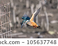 Flying kingfisher 105637748