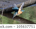 A dive of a kingfisher 105637751
