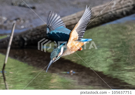 A dive of a kingfisher 105637751