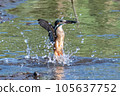Kingfisher jumping out 105637752