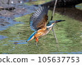 Kingfisher sucking on a tree Feeding failed 105637753