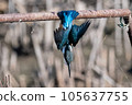 The kingfisher who dives 105637755