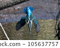 A dive of a kingfisher 105637757