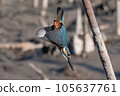 A dive of a kingfisher 105637761